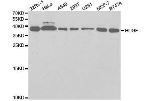 Western blot analysis of extracts of various cell lines, using HDGF antibody. (HDGF 抗体  (AA 1-240))