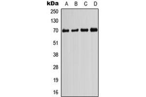 Western blot analysis of PIF1 expression in HeLa (A), HEK293T (B), Raw264. (PIF1 抗体  (Center))