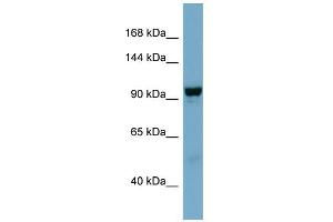 WB Suggested Anti-NDST4 Antibody Titration:  0. (NDST4 抗体  (Middle Region))