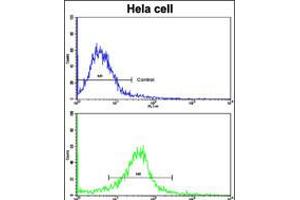 Flow cytometric analysis of hela cells using CLNS1A Antibody (bottom histogram) compared to a negative control cell (top histogram). (CLNS1A 抗体  (AA 148-176))
