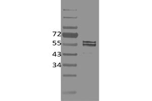Image no. 1 for anti-Friend Leukemia Virus Integration 1 (FLI1) antibody (ABIN5067733) (FLI1 抗体)