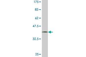 Western Blot detection against Immunogen (36. (UNC13D 抗体  (AA 2-100))