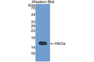 Western Blotting (WB) image for anti-Tenascin C (TNC) (AA 49-181) antibody (ABIN3201650) (TNC 抗体  (AA 49-181))
