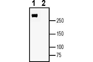 Western blot analysis of human  monocytic leukemia cell line lysate:1. (Plexin A4 抗体  (Extracellular))