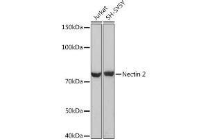 Western blot analysis of extracts of various cell lines, using Nectin 2 Rabbit mAb (ABIN7269432) at 1:1000 dilution. (PVRL2 抗体)