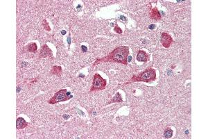 Anti-PLA2G16 antibody IHC of human brain, cortex. (PLA2G16 抗体  (AA 2-15))