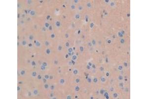 IHC-P analysis of Mouse Tissue, with DAB staining. (GLB1 抗体  (AA 192-432))