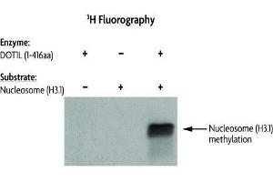 DOT1L Activity assay using Recombinant Nucleosomes (H3. (Nucleosomes (AA 1-103), (AA 1-126), (AA 1-130), (AA 1-136) 蛋白)
