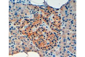 ABIN185427 (4µg/ml) staining of paraffin embedded Human Pancreas. (VPS11 抗体  (Internal Region))