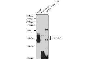 Immunoprecipitation analysis of 600 μg extracts of Mouse brain cells using 3 μg JNK1/2/3 antibody (ABIN7268630). (MAPK8/9/10 抗体)