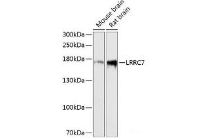 Western blot analysis of extracts of various cell lines using LRRC7 Polyclonal Antibody at dilution of 1:3000. (LRRC7 抗体)