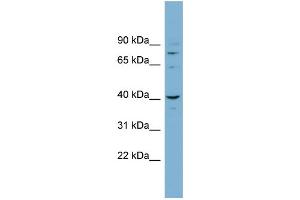 WB Suggested Anti-CASC3 Antibody Titration: 0. (CASC3 抗体  (N-Term))