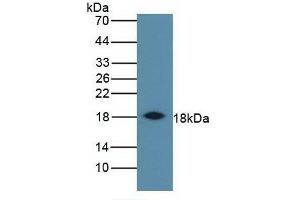 Detection of IFNg in Bovine Spleen using Monoclonal Antibody to Interferon Gamma (IFNg) (Interferon gamma 抗体  (AA 24-166))