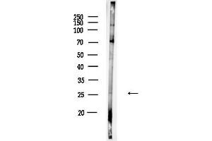 Western blot analysis of lysates from Rat testis, using GEM Antibody at 1/1000 dilution.