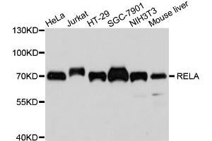 Western blot analysis of extracts of various cell lines, using RELA antibody (ABIN4904984) at 1:1000 dilution. (NF-kB p65 抗体)