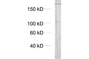 dilution: 1 : 1000, sample: crude synaptosomal fraction of rat brain (P2)