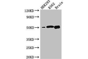 Western Blot Positive WB detected in: HEK293 whole cell lysate, K562 whole cell lysate, Mouse brain tissue All lanes: BTNL2 antibody at 3. (BTNL2 抗体  (AA 26-202))