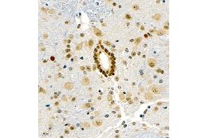 Immunohistochemistry of paraffin embedded mouse spinal cord using UBE3A (ABIN7076104) at dilution of 1:1000 (400x lens) (ube3a 抗体)
