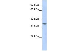 Western Blotting (WB) image for anti-RP11-50D163 antibody (ABIN2458874) (RP11-50D163 抗体)