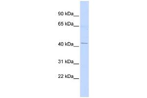 WB Suggested Anti-ERGIC2 Antibody Titration:  0. (ERGIC2 抗体  (Middle Region))