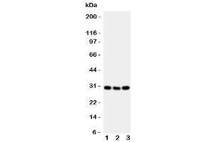 Western blot testing of CD134 antibody and mouse samples 1:  brain (TNFRSF4 抗体  (N-Term))