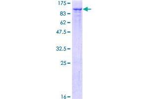 GMEB1 Protein (AA 1-563) (GST tag)