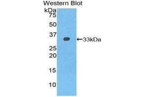 Western Blotting (WB) image for anti-N-Methylpurine-DNA Glycosylase (MPG) (AA 46-315) antibody (ABIN1859868) (MPG 抗体  (AA 46-315))