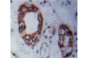 Used in DAB staining on fromalin fixed paraffin-embedded Kidney tissue (Merlin 抗体  (AA 30-311))