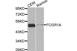 Western blot analysis of extracts of various cell lines, using FCGR1A antibody. (FCGR1A 抗体  (AA 200-292))