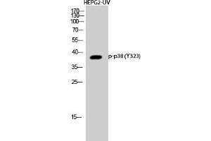 Western Blot (WB) analysis of HepG2-UV cells using Phospho-p38 (Y323) Polyclonal Antibody. (MAPK14 抗体  (pTyr323))