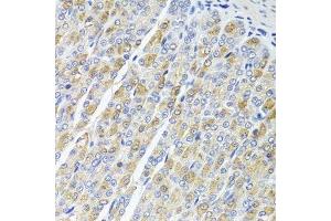 Immunohistochemistry of paraffin-embedded mouse stomach using OSGEPL1 antibody. (OSGEPL1 抗体  (AA 1-270))