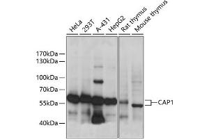 Western blot analysis of extracts of various cell lines, using C antibody (ABIN7266059) at 1:1000 dilution. (CAP1 抗体  (AA 1-100))