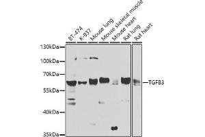 Western blot analysis of extracts of various cell lines, using TGFB3 antibody (ABIN6128822, ABIN6149076, ABIN6149077 and ABIN6224527) at 1:1000 dilution. (TGFB3 抗体  (AA 25-300))