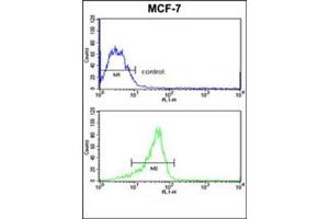 Flow Cytometry (FACS) image for anti-RAS-Like, Family 11, Member B (RASL11B) (AA 44-74), (N-Term) antibody (ABIN453806)