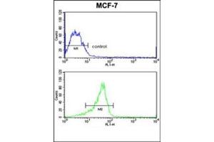 Flow Cytometric analysis of MCF-7 cells using RASL11B Antibody (N-term) Cat.
