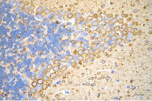 Immunohistochemistry was performed on paraffin-embedded mouse brain using beta tubulin III antibody (ABIN7800669), 1:500).