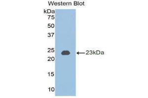 Western Blotting (WB) image for anti-Bone Morphogenetic Protein 2 (BMP2) (AA 50-218) antibody (ABIN3209738) (BMP2 抗体  (AA 50-218))