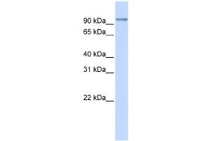 PDXDC1 antibody used at 1 ug/ml to detect target protein. (PDXDC1 抗体  (N-Term))