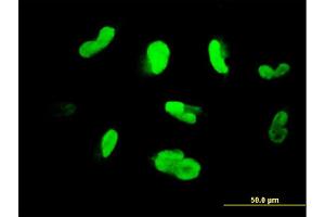 Immunofluorescence (IF) image for anti-Male Germ Cell-Associated Kinase (MAK) (AA 358-457) antibody (ABIN517720)