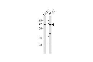 All lanes : Anti-WASL Antibody (N-term) at 1:2000 dilution Lane 1: C2C12 whole cell lysates Lane 2: PC-12 whole cell lysates Lysates/proteins at 20 μg per lane. (Neural Wiskott-Aldrich syndrome protein (WASL) (AA 165-198), (N-Term) 抗体)