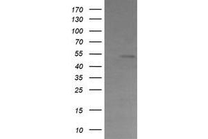 Image no. 1 for anti-Cbl proto-oncogene C (CBLC) (AA 244-474) antibody (ABIN1491263) (CBLC 抗体  (AA 244-474))