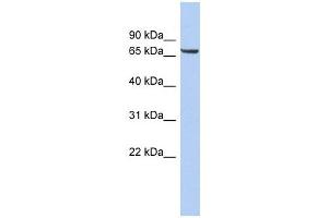 LRRTM4 antibody used at 1 ug/ml to detect target protein. (LRRTM4 抗体  (Middle Region))