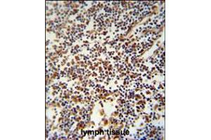 USF2 Antibody immunohistochemistry analysis in formalin fixed and paraffin embedded human lymph tissue followed by peroxidase conjugation of the secondary antibody and DAB staining. (USF2 抗体  (AA 218-246))