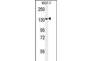 Western blot analysis in MCF-7 cell line lysates (35ug/lane). (PEX1 抗体  (AA 599-628))