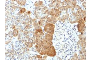 Formalin-fixed, paraffin-embedded human Pancreas stained with VLDL-Receptor Mouse Monoclonal Antibody (VLDLR/1337). (VLDLR 抗体  (C-Term))
