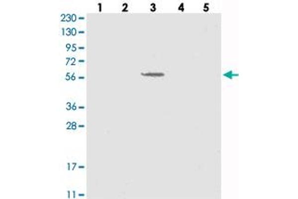 SLC43A3 抗体
