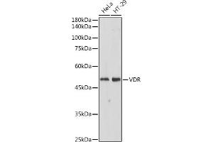 Western blot analysis of extracts of various cell lines, using VDR antibody (ABIN6128919, ABIN6150080, ABIN6150082 and ABIN6215438) at 1:500 dilution. (Vitamin D Receptor 抗体  (AA 128-427))