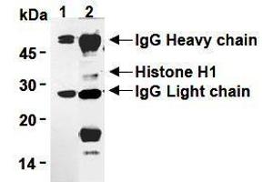 Western Blotting (WB) image for anti-H1 Histone Family, Member 0 (H1F0) antibody (ABIN1449237) (Histone H1 抗体)