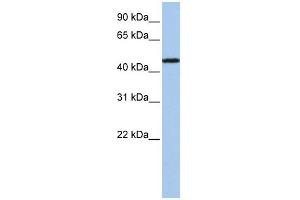 WB Suggested Anti-P2RX2 Antibody Titration:  0. (P2RX2 抗体  (N-Term))