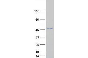 IZUMO1 Protein (Myc-DYKDDDDK Tag)